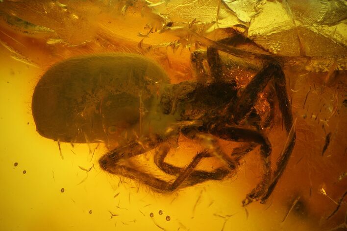 Detailed Fossil Spider (Araneae) in Baltic Amber #183638